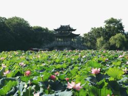 杭州曲院风荷风景区素材