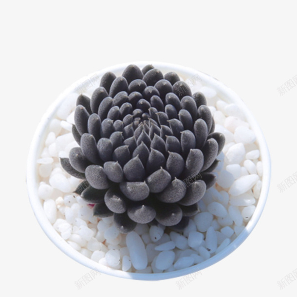 植物湛石莲多肉观音莲png免抠素材_88icon https://88icon.com 植物 湛石莲多肉 盆栽 精品多肉 绿植含 观音莲