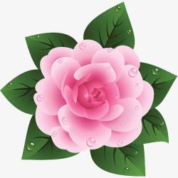 一朵粉色的布满水珠的山茶花插画素材