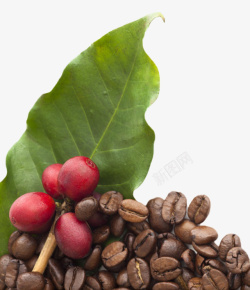 种子果实红色咖啡果和棕色咖啡豆实物高清图片
