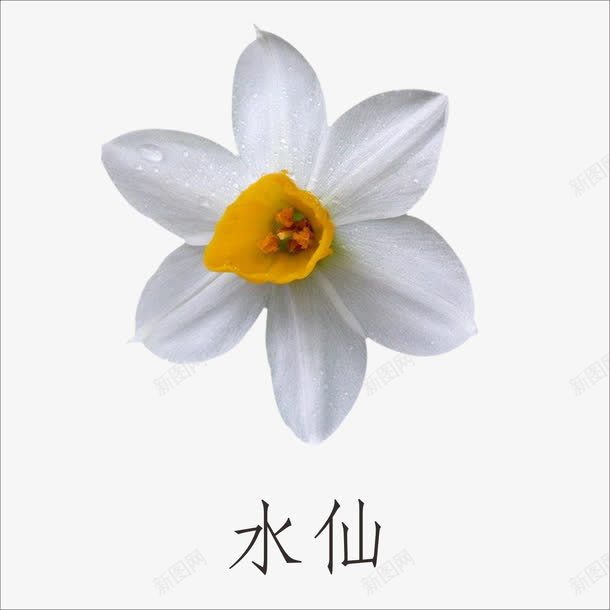 水仙png免抠素材_88icon https://88icon.com 水仙花 花朵 花瓣 鲜花