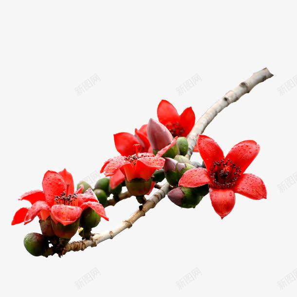 木棉花开png免抠素材_88icon https://88icon.com 产品实物 木棉花 木棉花树 树枝 红色花瓣 花蕾