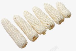 新品种白色玉米棒素材