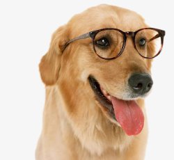 戴眼镜的狗狗素材