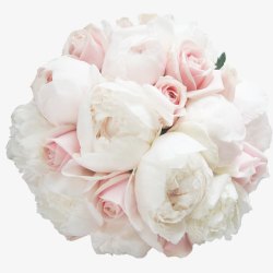 一束白色粉红玫瑰花素材