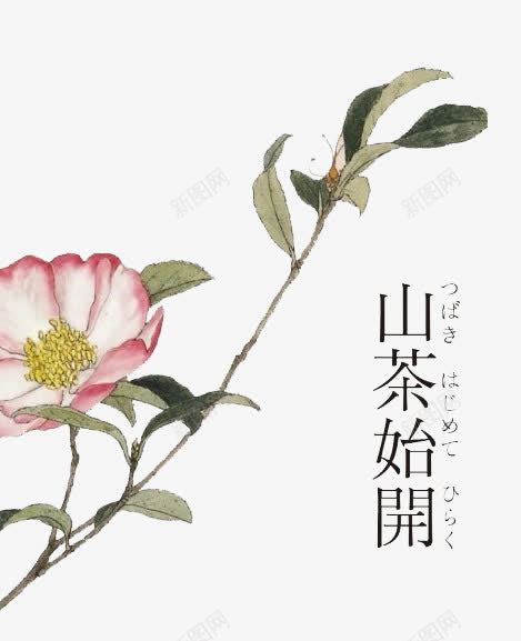 山茶花树枝png免抠素材_88icon https://88icon.com 免扣 山茶 山茶树 手绘 装饰