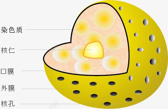 手绘细胞核png免抠素材_88icon https://88icon.com 手绘 生物教学 细胞体 细胞核 细胞结构 解说 黄色