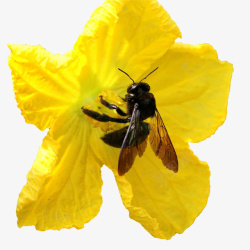 蜜蜂在丝瓜花上采蜜图素材