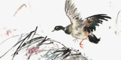 水墨鸭子展开翅膀的鸭子飞过芦苇荡高清图片