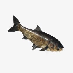 大黄鱼产品实物千岛湖精品花鲢鱼高清图片