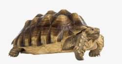 鳄鱼龟最古老的爬行动物鳄龟实物高清图片