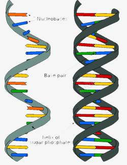 绉戠爷手绘DNA双螺旋PPT元素高清图片