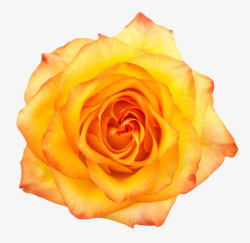 橙黄色有观赏性玫瑰一朵大花实物素材