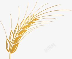 五谷作物金色的麦子高清图片