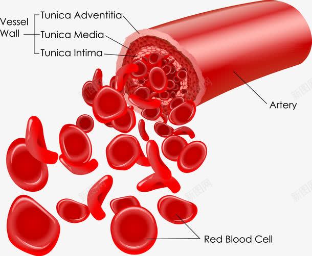 红色血细胞png免抠素材_88icon https://88icon.com 心血管 矢量细胞 红色 血小板 血管