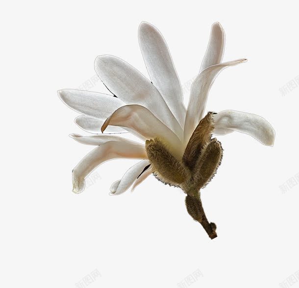 白色木兰花png免抠素材_88icon https://88icon.com 木兰 玉兰 白色 白色木兰花 绽放