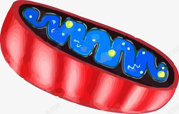 手绘线粒体内部结构图png免抠素材_88icon https://88icon.com 嵴 手绘 生物学 生物结构 科学研究 线粒体 线粒体结构 线粒体结构图 细胞 高尔基体
