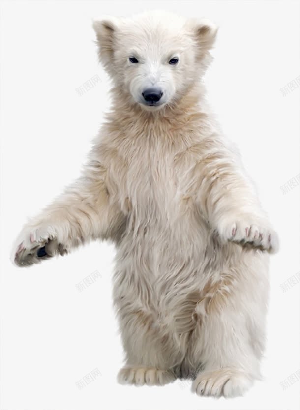 北极熊png免抠素材_88icon https://88icon.com 动物 北极熊 可爱 熊