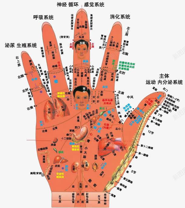 手部穴位图png免抠素材_88icon https://88icon.com 免费素材 十二 手部 手部经络图 穴位图 经络图 背部