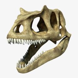 棕色清晰的恐龙头骨化石实物素材