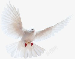 白色信鸽和平鸽素材