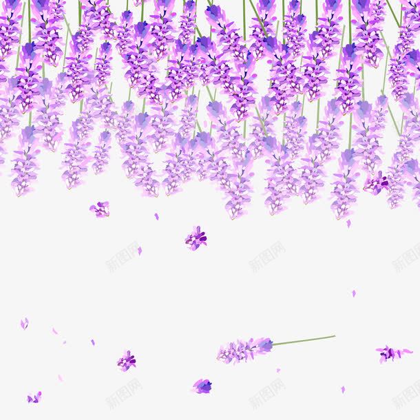 薰衣草png免抠素材_88icon https://88icon.com 背景 花瓣 装饰 鲜花