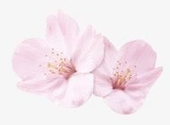创意摄影合成粉红色的桃花花瓣素材