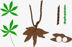 木薯植物学农业概念健康木薯叶矢量图高清图片