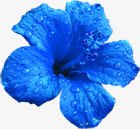 蓝色露珠花朵舞台灯光素材