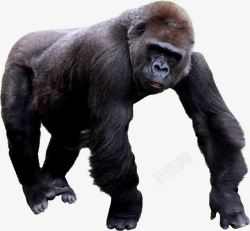 黑色大猩猩爬行的黑色强壮大猩猩高清图片