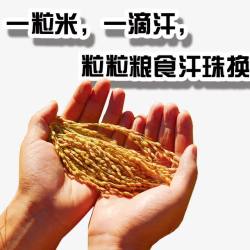 水稻拒绝浪费素材