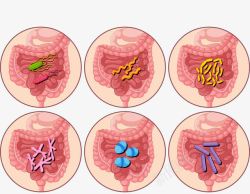 人类肠胃消化系统素材