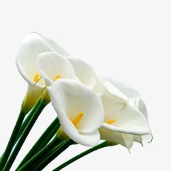 马蹄白色马蹄莲花束高清图片