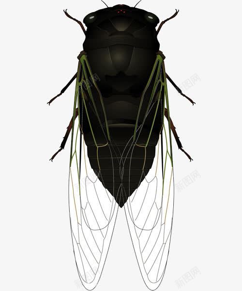 插画蝉png免抠素材_88icon https://88icon.com 插画 素材 翅膀 蝉 蝉插画 蝉翼