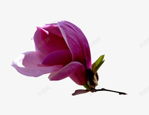 摄影红玉兰花花苞开放png免抠素材_88icon https://88icon.com 乔木 原产 小苗 特写 红玉兰 绿化 花树林 苗木