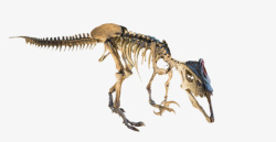 食肉性恐龙大盗龙骨架生物化石实物高清图片