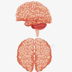 人体智慧大脑正面和侧面大脑高清图片