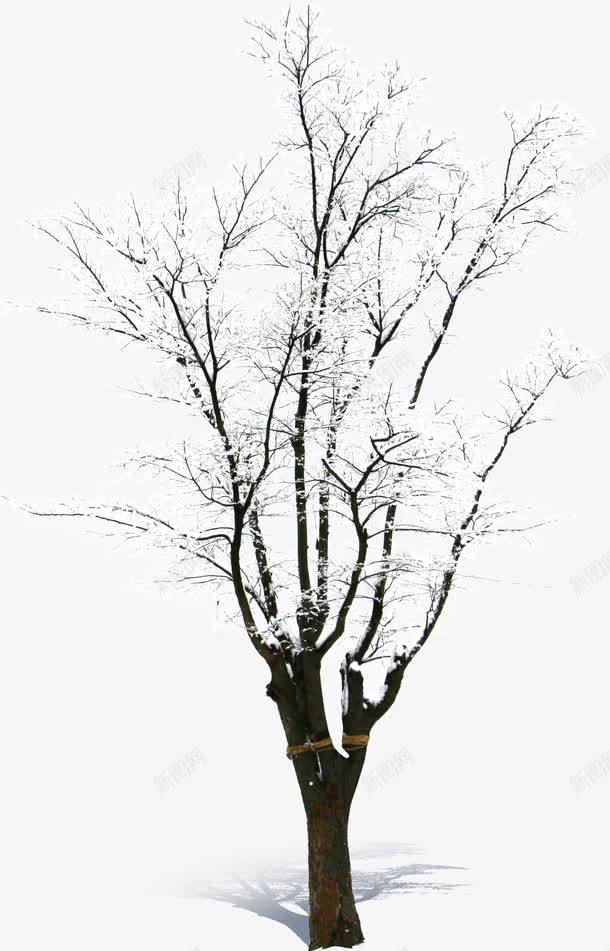 被雪覆盖的枯树png免抠素材_88icon https://88icon.com 涓嬮洩 澶爲 鍦癁 鏋 闆