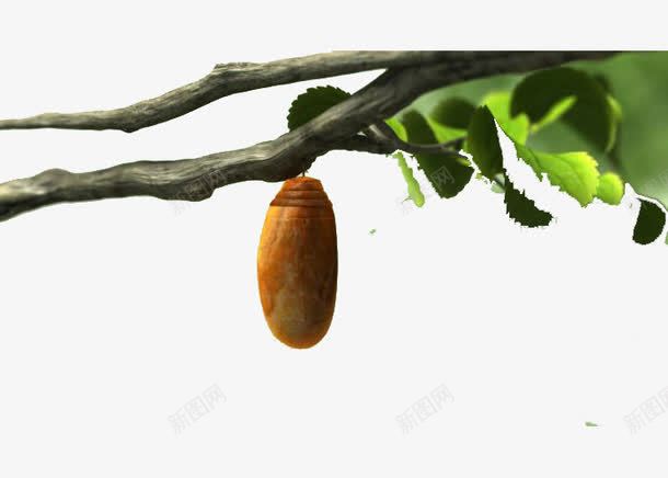 蝴蝶茧png免抠素材_88icon https://88icon.com 桑叶蚕茧 破茧 破茧而出 茧 蚕 蚕茧 蝴蝶茧 高清免扣