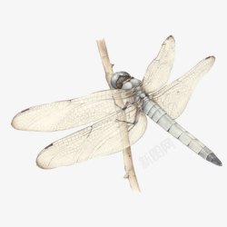 蜻蜓手绘画片素材