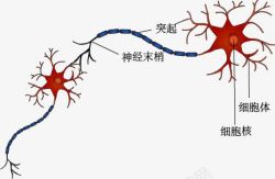 神经元细胞之间的联系示意图素材