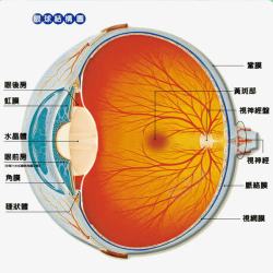 预防近视眼球结构图高清图片