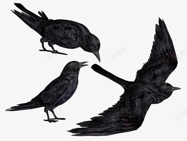 黑色乌鸦在空中觅食png免抠素材_88icon https://88icon.com 乌鸦 乌鸦图案 乌鸦飞过 空中 觅食 黑色