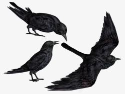 黑色乌鸦在空中觅食素材
