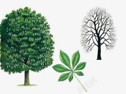 梭椤树叶子卡通手绘七叶树高清图片
