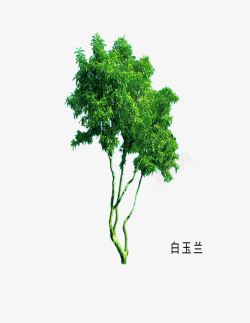 木本植物园林素材