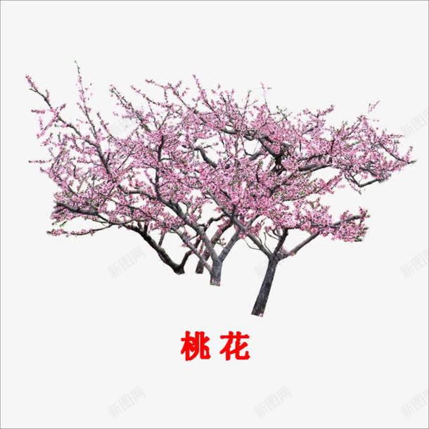 桃花png免抠素材_88icon https://88icon.com 古风桃树 桃树 桃花林 植物