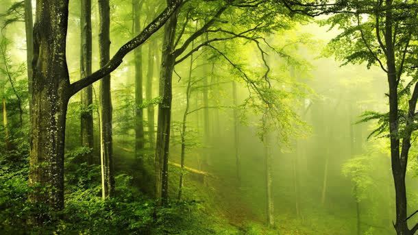 树木环境渲染雾气早上树木背景