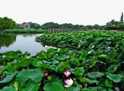 曲院风荷风景图素材