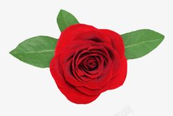 红色鲜艳的带叶的玫瑰的一朵大花素材